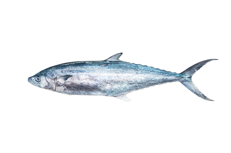 Spotted Spanish Mackerel